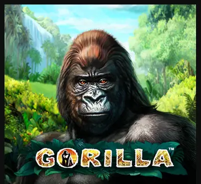 Gorilla